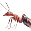 1 Million Ants