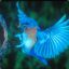 Blue Bird