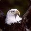 bald_eagle