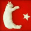 Turkic Cat