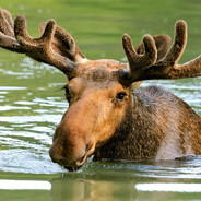 MoistMoose