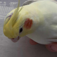 CockatielsEatHuman