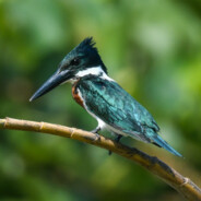 Amazonski pasat - steam id 76561198418829537