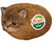 kiłi