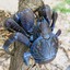 Coconut-Crab on the Palm