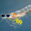 Mighty Krill