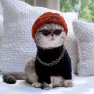 孤傲的猫(狼营4v4)