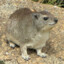 Rock Hyrax