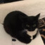 Maxwell the cat