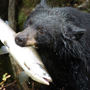 Transgender Guy Fieri