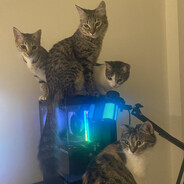 cats>>>>>>>