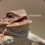 LaughingLizard