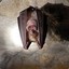 Greater horseshoe bat