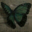 Schmetterling