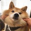 Shiba Inu