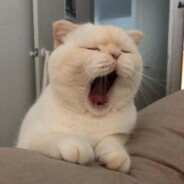 戈