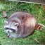 AlpHa_RacCoOn