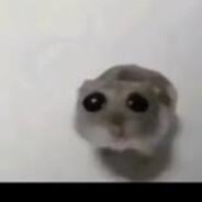 GUJARATI JIGNES (DHOKLA)