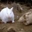 The Rabbit of Caerbannog