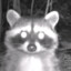 Little_Raccoon