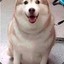 Big doge