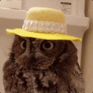 Professor_Owls