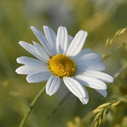 malade flower snub-nosed