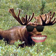 Moose's avatar