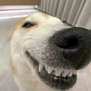 翻斗花园厨师长