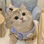 Cute kitten