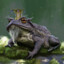 KingToad