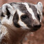 DeadBadger