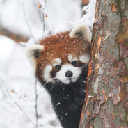 枪马网卡人又唐