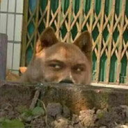 葫芦岛盗号王:杨昊