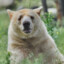 Spirit Bear