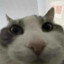 poob