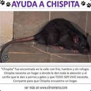 Chispon