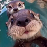 бухой АРМЯНИН