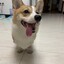 棒槌