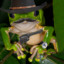 Cowboy frog
