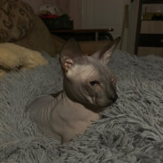 мамут рахал