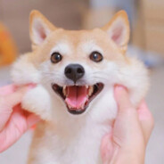 阿里嘎多美羊羊桑