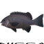 Black Fish