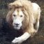 King of the Jungle