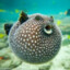 Puffer Fish