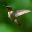 Hummingbird