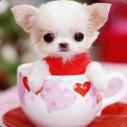 THE LITTLE DOG!!!