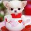 THE LITTLE DOG!!!