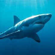 sharkzy