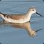 phalarope